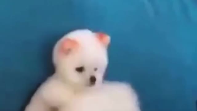 Cute and Funny pet playing