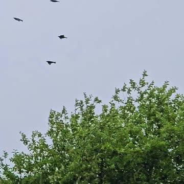 Many birds startled in a meadow / Suddenly some birds flew away.