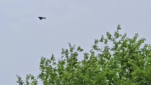 Many birds startled in a meadow / Suddenly some birds flew away.