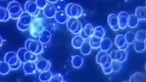 Specialist show normal blood and vaccine blood