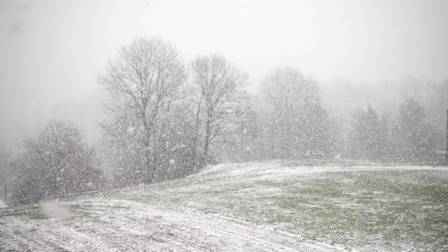 Snowy video☆