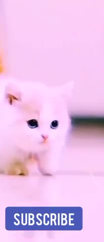 Funniest Animals - Best Of The 2021 Funny Animal Videos #2 Super Funny Dog Videos