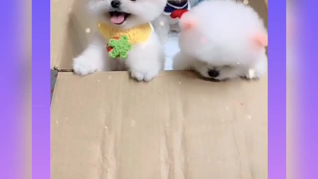 Cute & funny dog 🐶🐕|