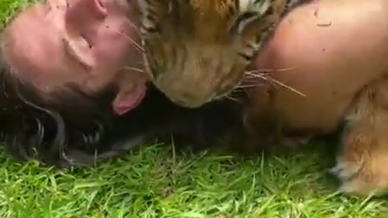 Deadly Tiger playing with human