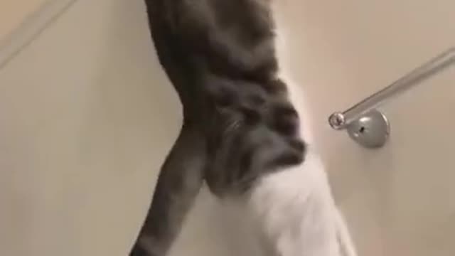 Funny cat @2021 video