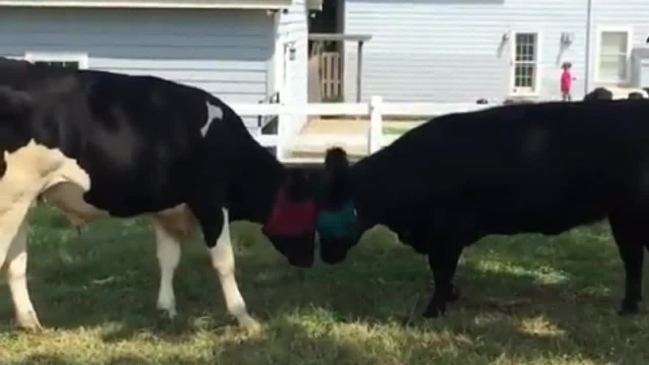 2 Cows Facing Each Other With The Hood