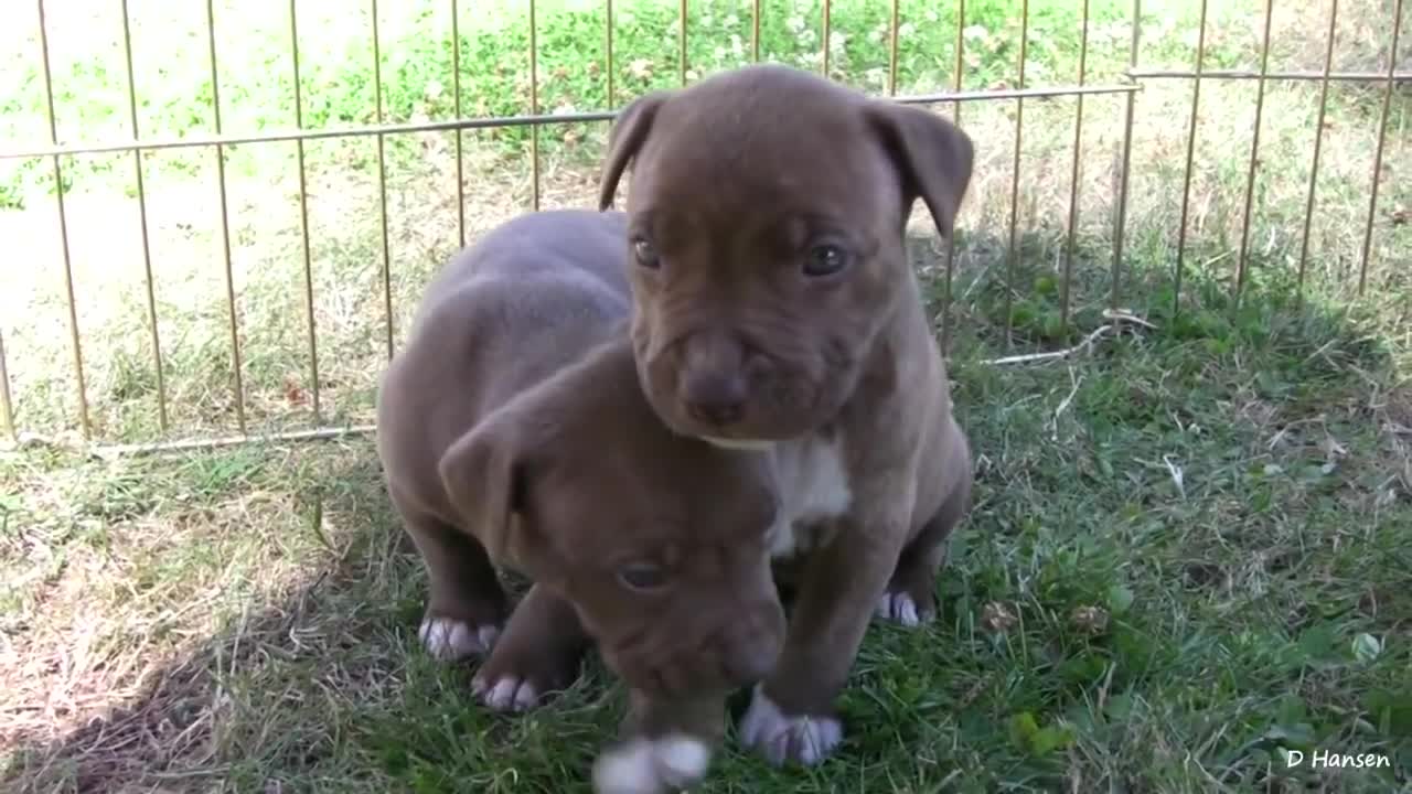 pit bull