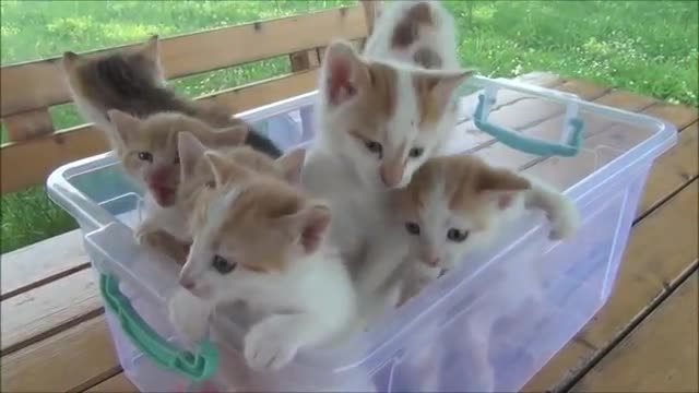 Kittens meow wawoo Chinese cat pushy meow lovely fun