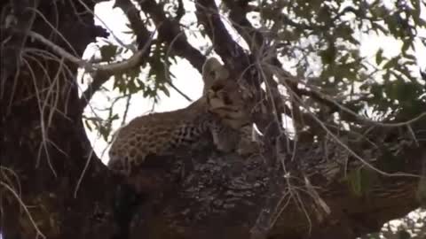 Rare Scene! Elephant Appears As A Hero To Save Baby Monkey From Leopard Killing - Leopard Vs Baboon