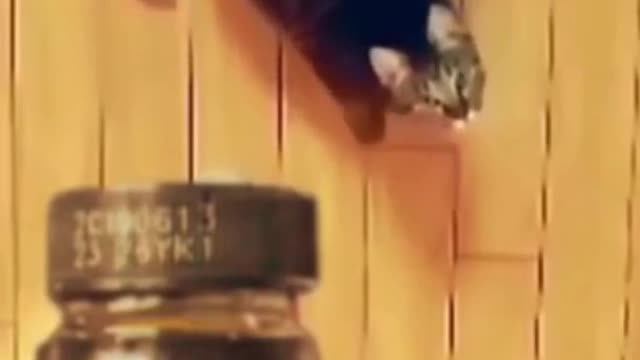 Funny Animal Videos - funniest cats and dogs - best funny animal videos 2022