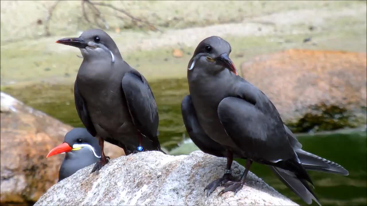 Juvenile Inca Terns