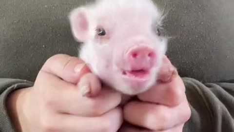 Funny and Cute compilation | Cute compilation. #shorts