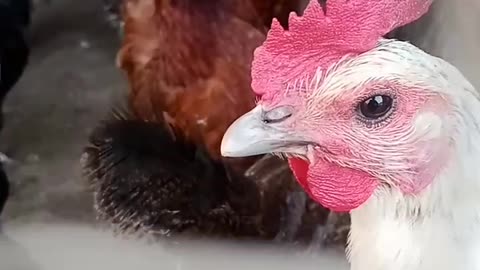g rooster 🐓🐔 meeting status video viral hog #shorts #rooster #aseel