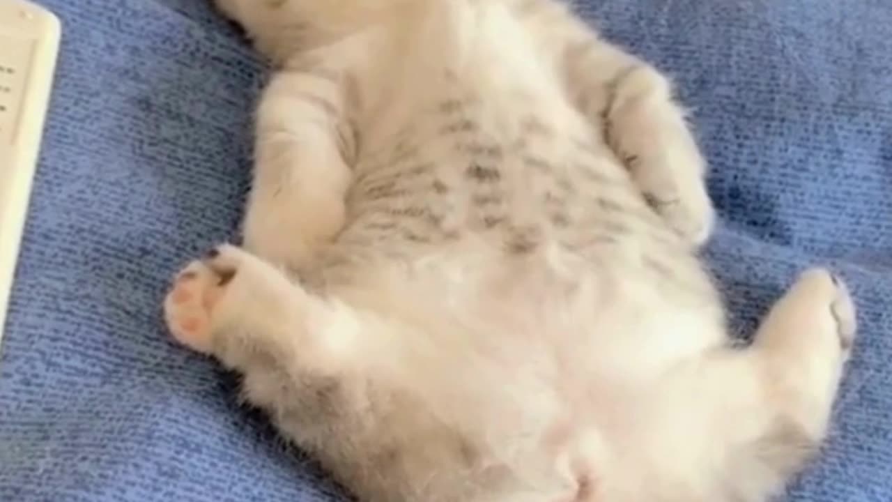 funny cat videos 2023