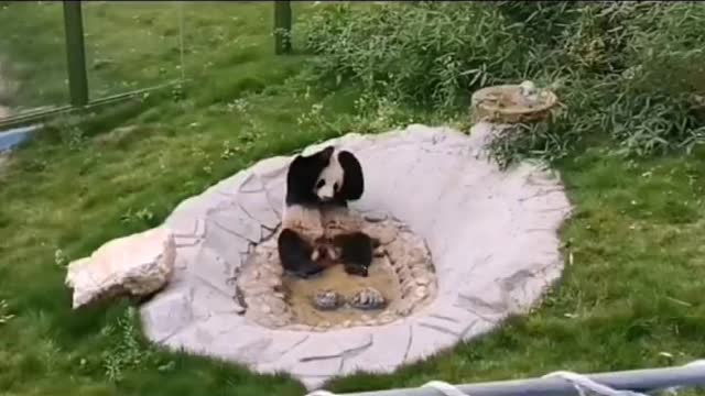 The clumsy movements of giant pandas are funny and cute