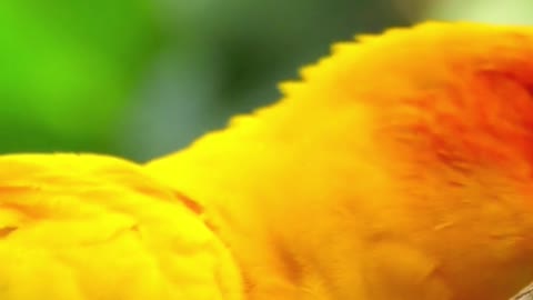 Beautiful parrots in jungle, animals, birds, nature, parrots, beautiful, wildlife, #shorts