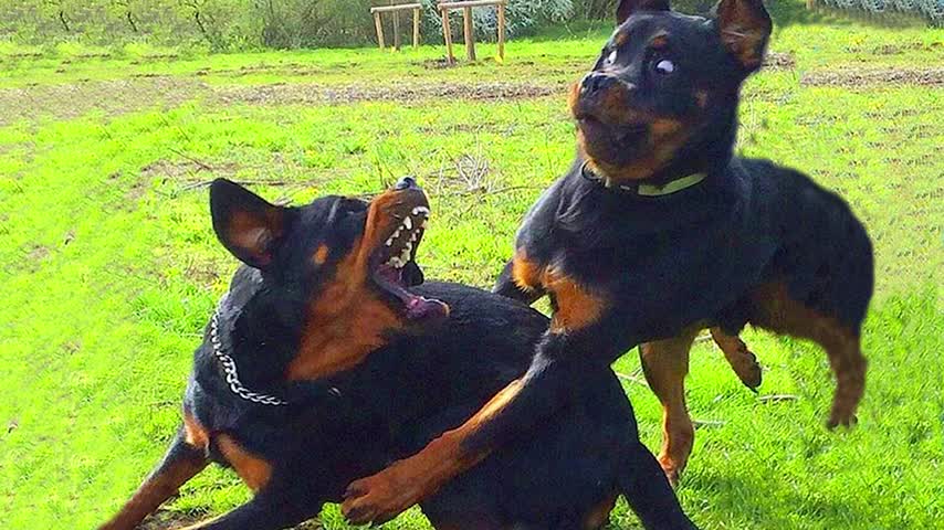 Best of 2021 - Funny and Cute Rottweiler Compilation NEW