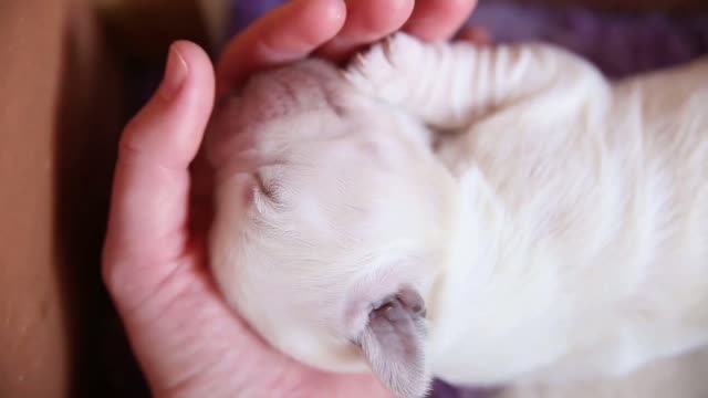 sleeping newborn puppy golden retriever