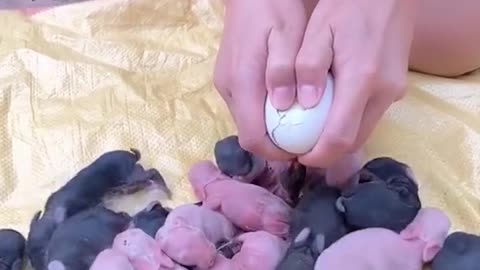 Baby Rabbit#cute#pets