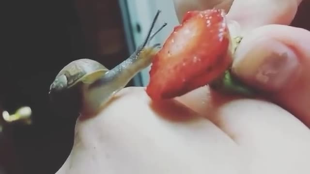 Amazing snail eating a strawberry!