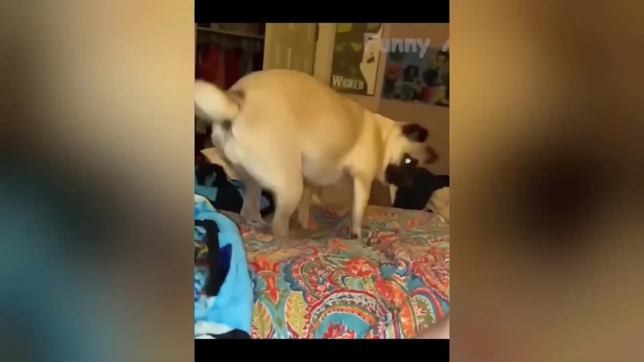 Funny Animals Videos