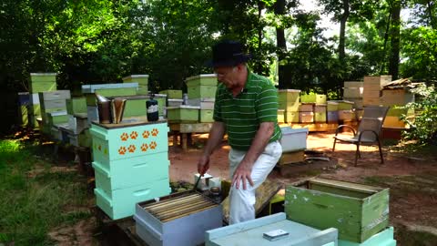 Пасека #82 Отводки Apiary #82 Layers easy and simple Beekeeping for beginners