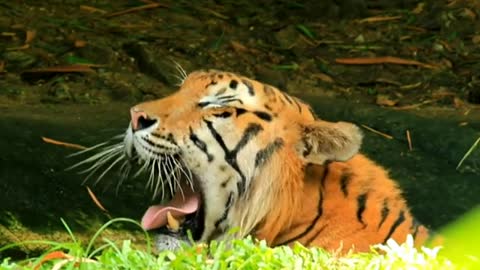 fauna brasileira sertaneja Tigre Asiático animais silvestres