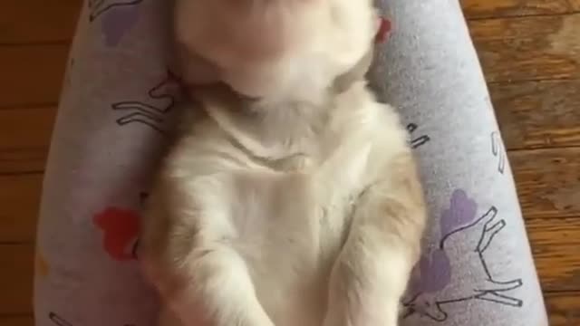 Husky Puppy Throws The Cutest Temper Tantrum!