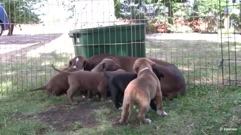 MOMMA DOG SNIPS AT BABY PUPPIES!!!!