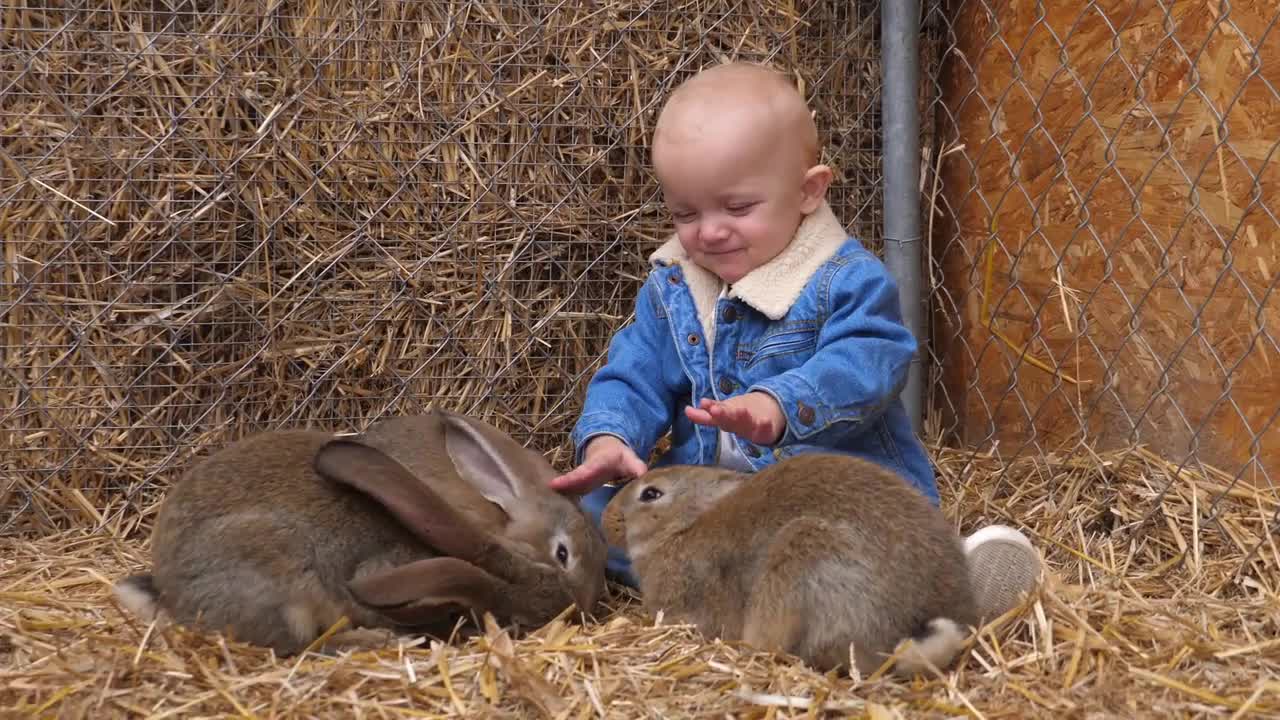 Happy baby in denim jacket playing with three rabbits while they're eating. Children and animals