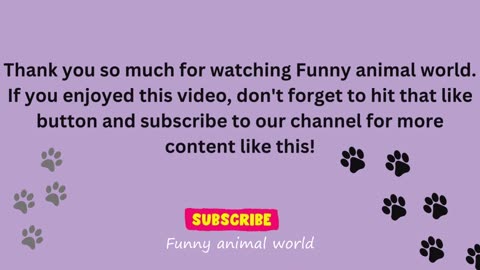 Funny videos