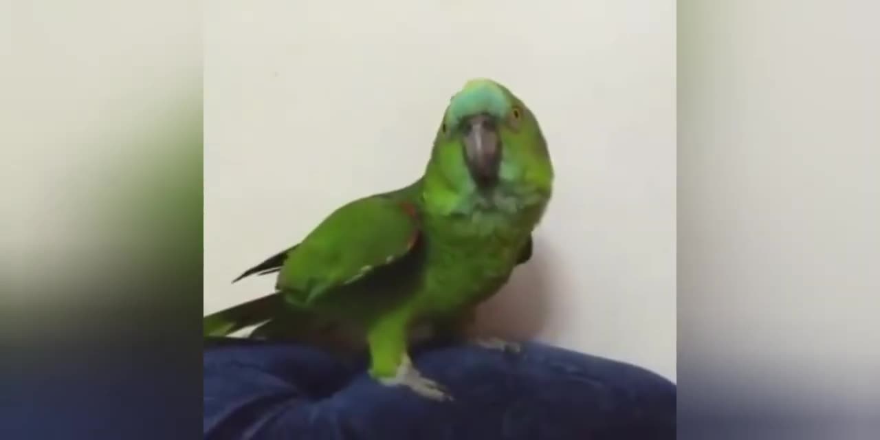 Parrot cover beyonce