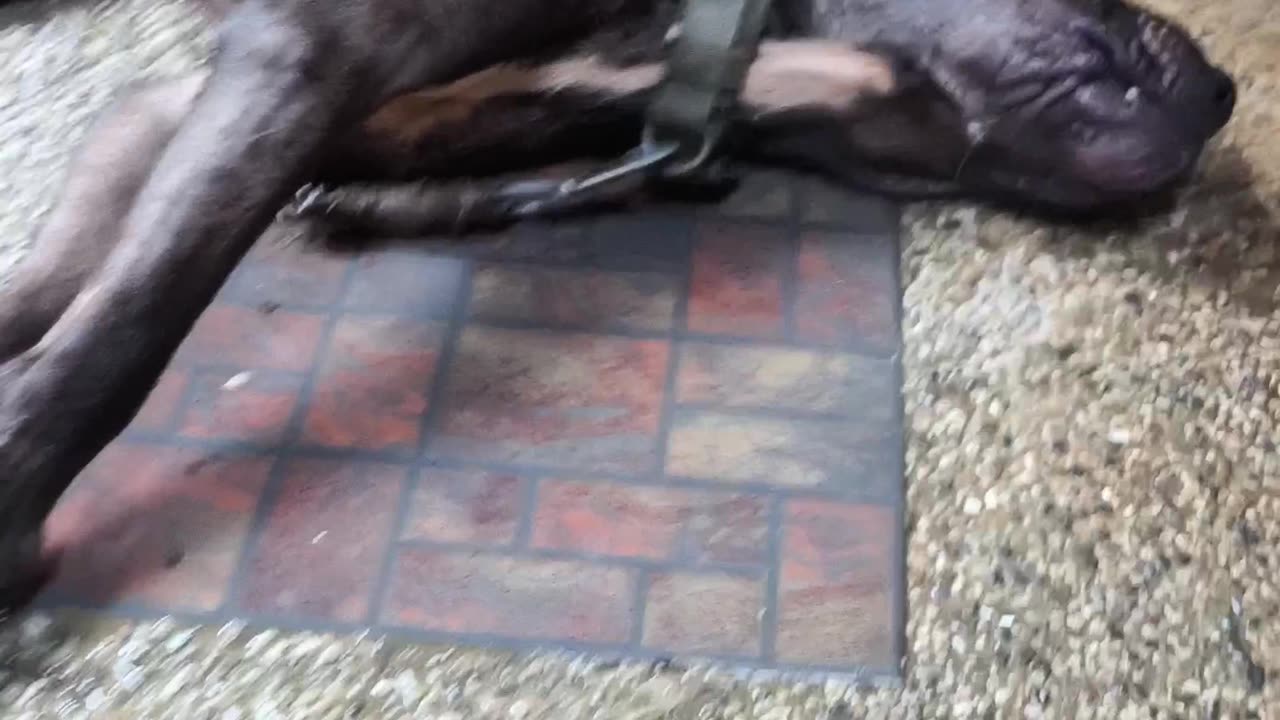 MY DOG HAVING A SEIZURE