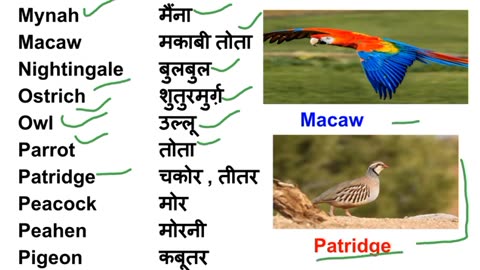 BIRDS NAMES IN ENGLISH AND HINDI WITH PICTURE !!!!