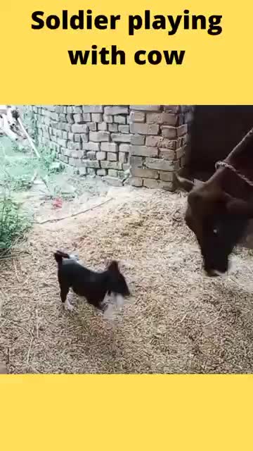 Naughty Dog funny video