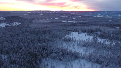 Winter Landscape Snow Revealing Forest Nature 4K