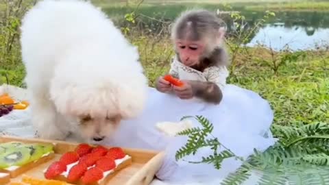 Cute BiBi makes fruit sandwich and picnic with Amee