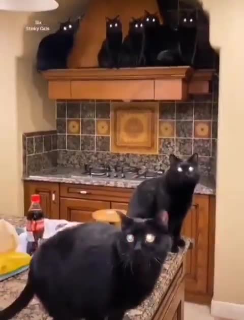 Today's "Shadows" family meeting with all his cousins.