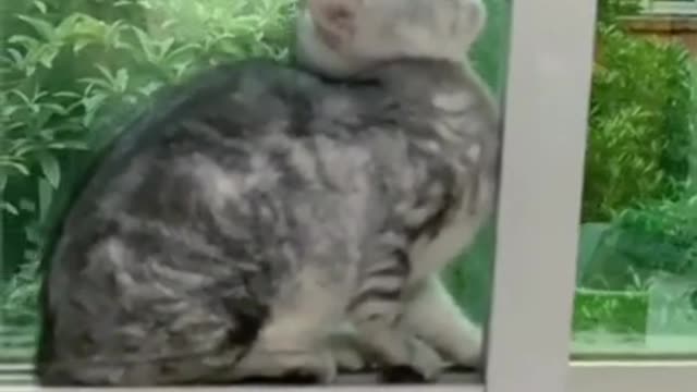 3.#cute cat#shorts