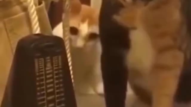 Cute pets and animals compilation 1 funny