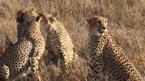 Awesome nature and wild