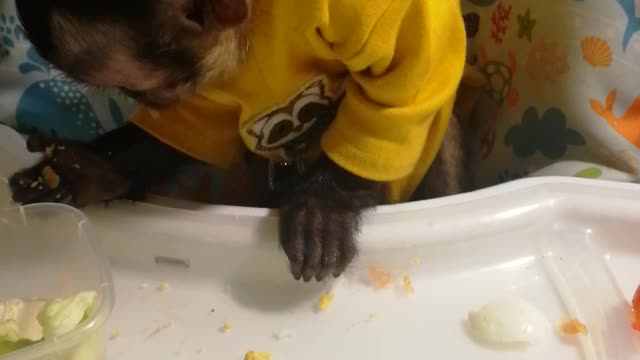 How Miroshka eats an egg