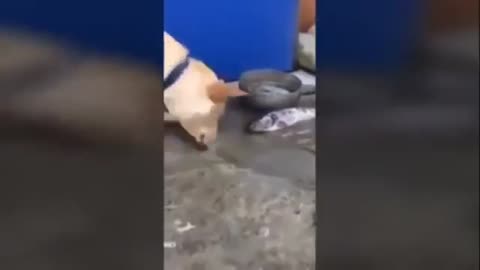 Dog wants to save fish