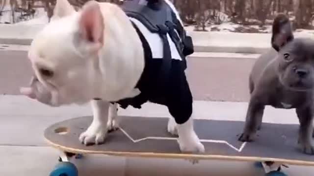 Dog play Skateboard [funny videos]