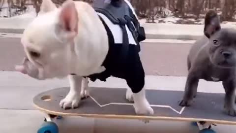 Dog play Skateboard [funny videos]