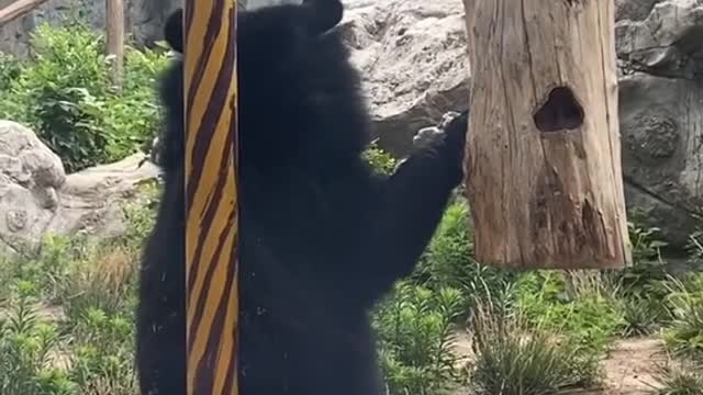 Cute and mighty grizzly bear playing