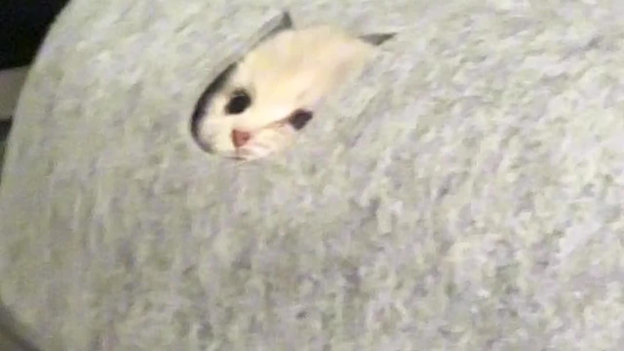 Catlog