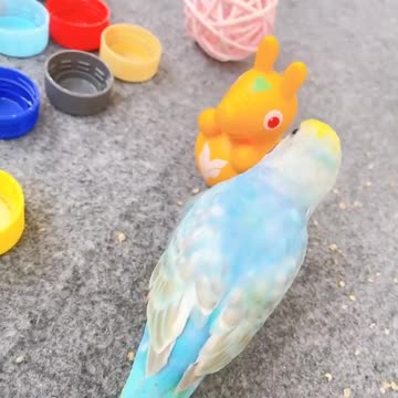 The love bird plays with a doll and sings