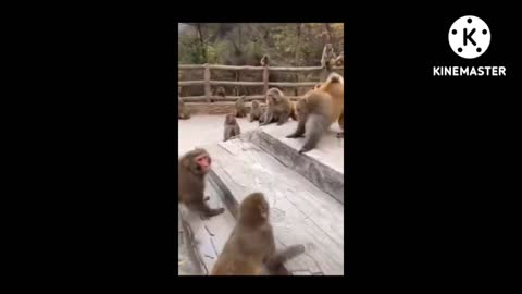 Best of funny animals videos new funniest videos