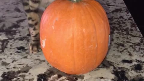 Cat rubbing head on pumpkin